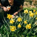 Spring Bulb Planting Guide: When, Where, and How Deep