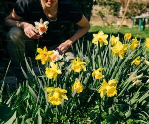 Spring Bulb Planting Guide: When, Where, and How Deep