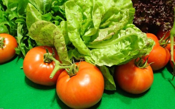 Square Foot Gardening: The Complete Guide for Beginners - gardening guide by Planters Realm