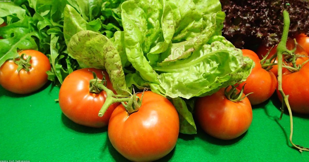 Square Foot Gardening: The Complete Guide for Beginners - gardening guide by Planters Realm