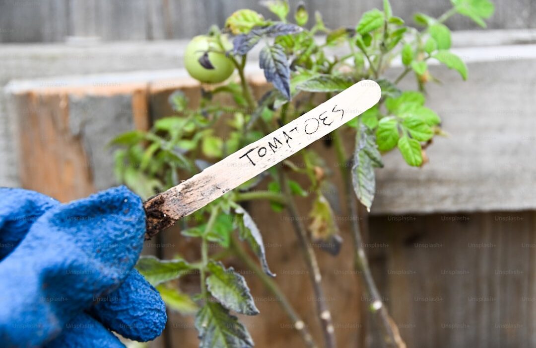 Squash Vine Borer Prevention: Save Your Zucchini and Squash Plants