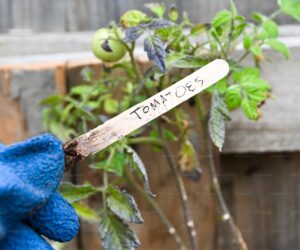 Squash Vine Borer Prevention: Save Your Zucchini and Squash Plants