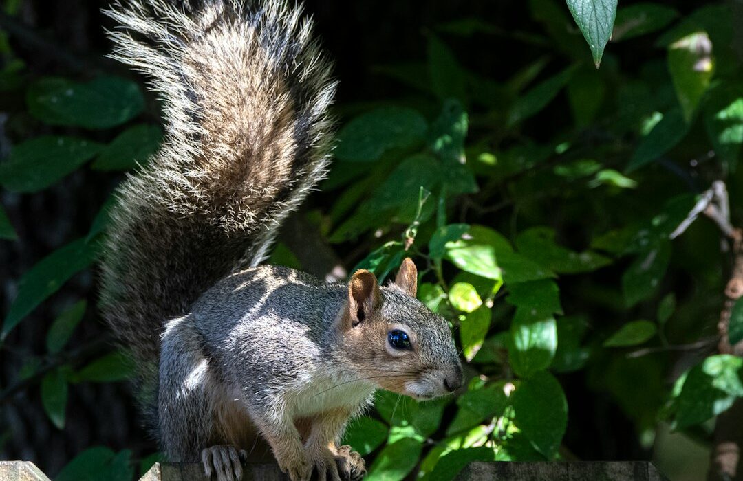 Squirrel Control: Protecting Bulbs and Vegetables