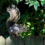 Squirrel Control: Protecting Bulbs and Vegetables