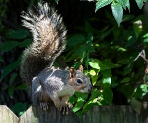 Squirrel Control: Protecting Bulbs and Vegetables