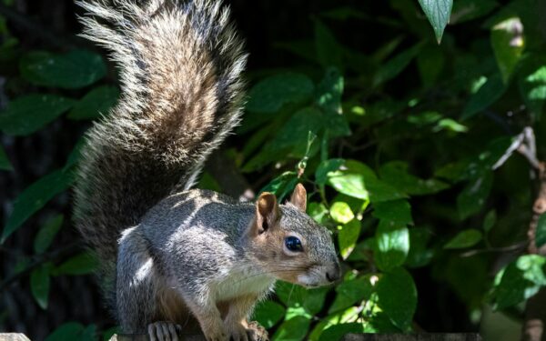 Squirrel Control: Protecting Bulbs and Vegetables