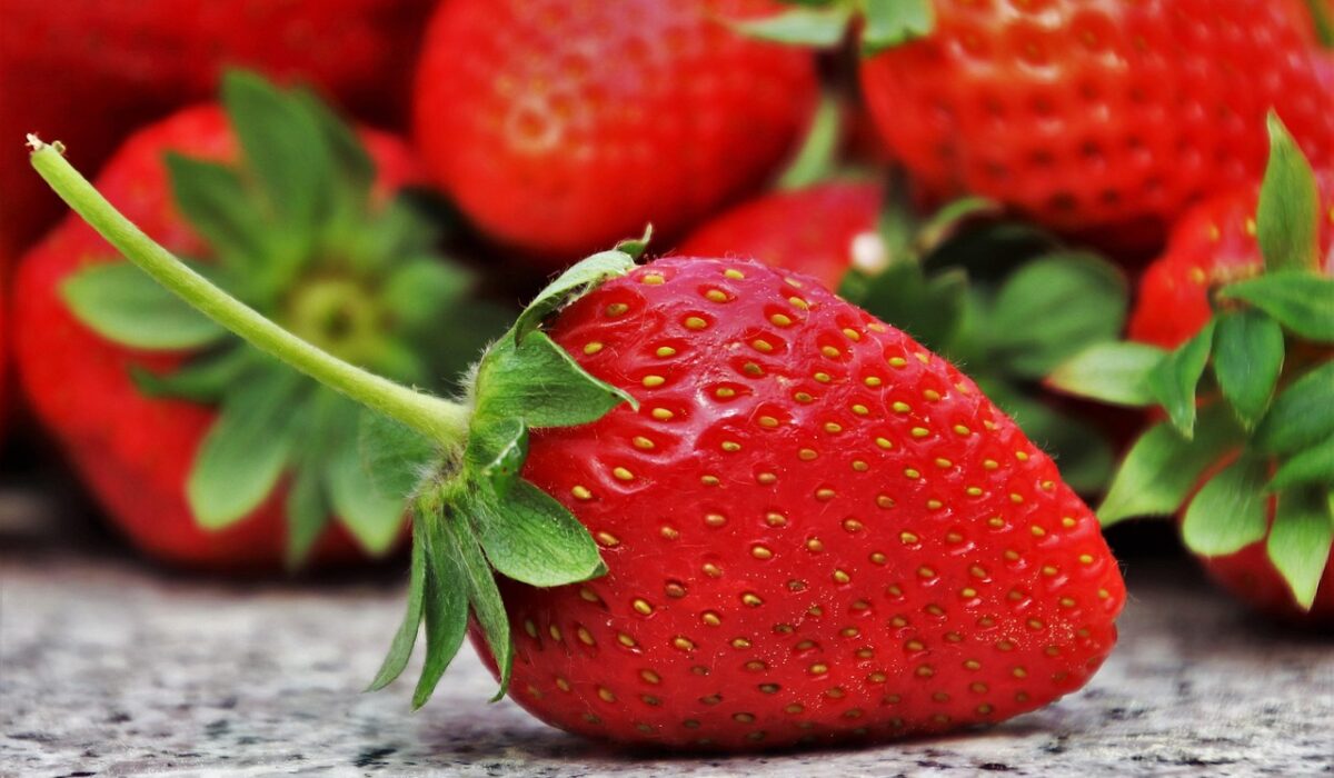 Fresh ripe strawberries growing in garden containers