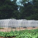 Succession Planting: Harvest Fresh Vegetables All Season Long