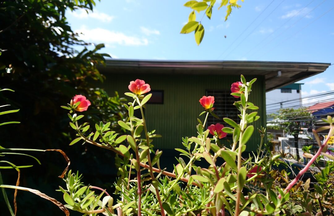 Summer-Flowering Bulbs: Dahlias, Gladiolus, and Lilies