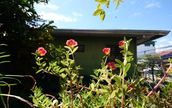 Summer-Flowering Bulbs: Dahlias, Gladiolus, and Lilies