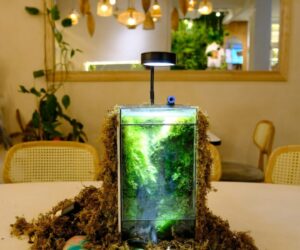 Tabletop Gardening Projects for Limited Mobility