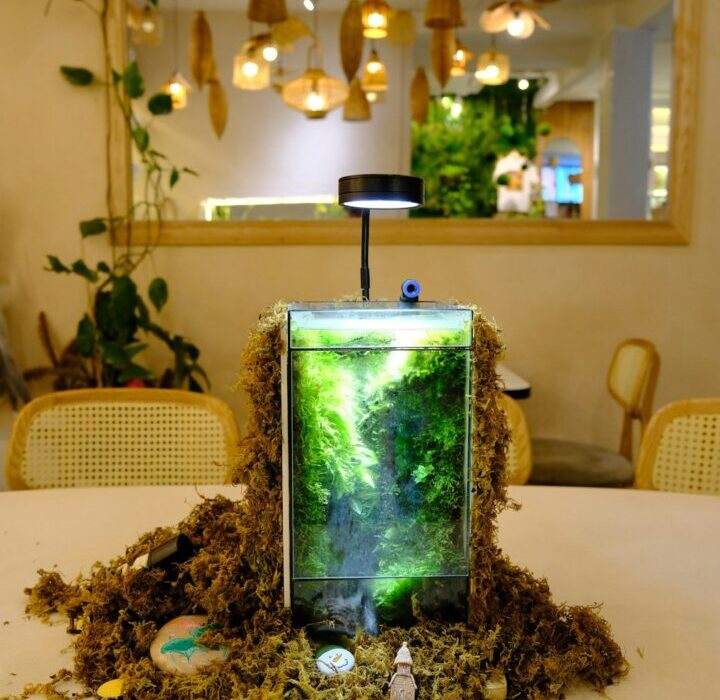 Tabletop Gardening Projects for Limited Mobility