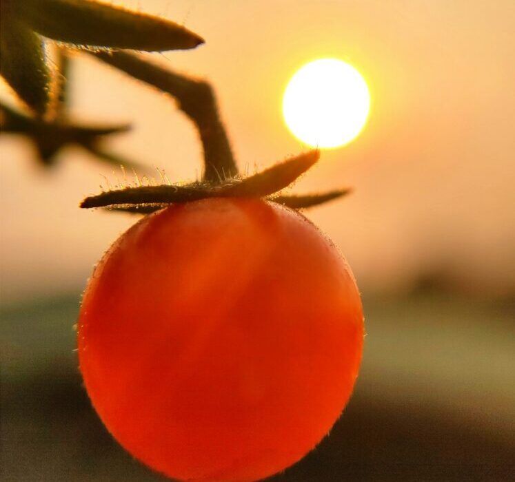 Tomato Blight: Early vs Late Blight Guide