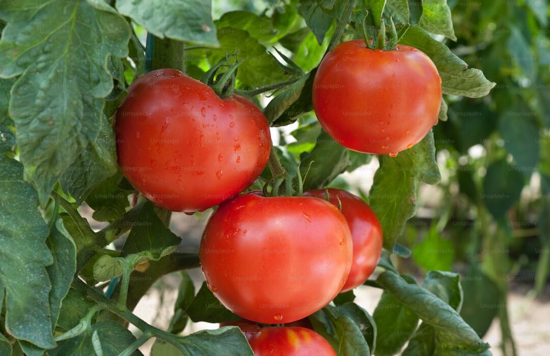 Tomato Blight Prevention and Treatment: Complete Disease Guide