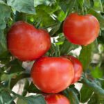 Tomato Blight Prevention and Treatment: Complete Disease Guide