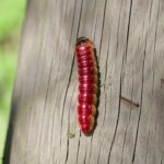 Tomato Hornworm: Identification and Natural Control