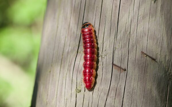 Tomato Hornworm: Identification and Natural Control