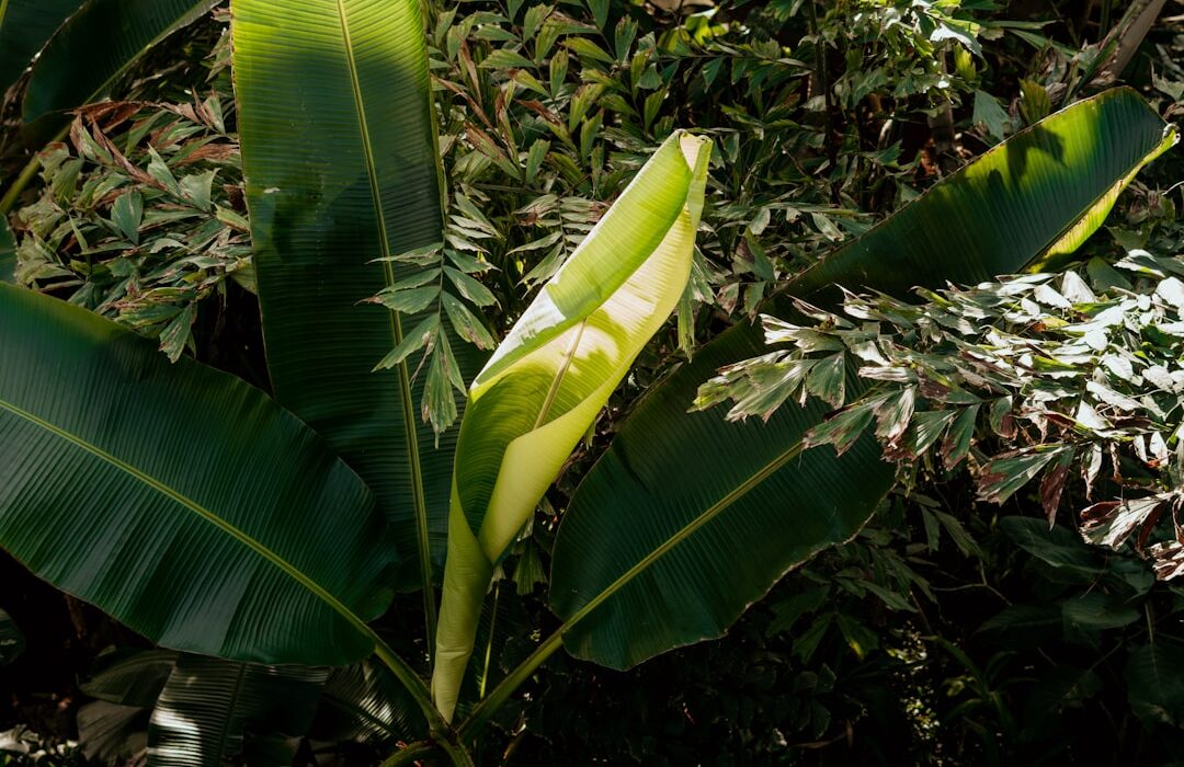 Tropical Foliage Plants for Dramatic Garden Impact