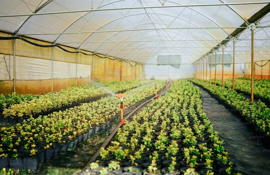 Understanding Fertilizer Numbers: What NPK Means for Your Garden