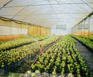 Understanding Fertilizer Numbers: What NPK Means for Your Garden