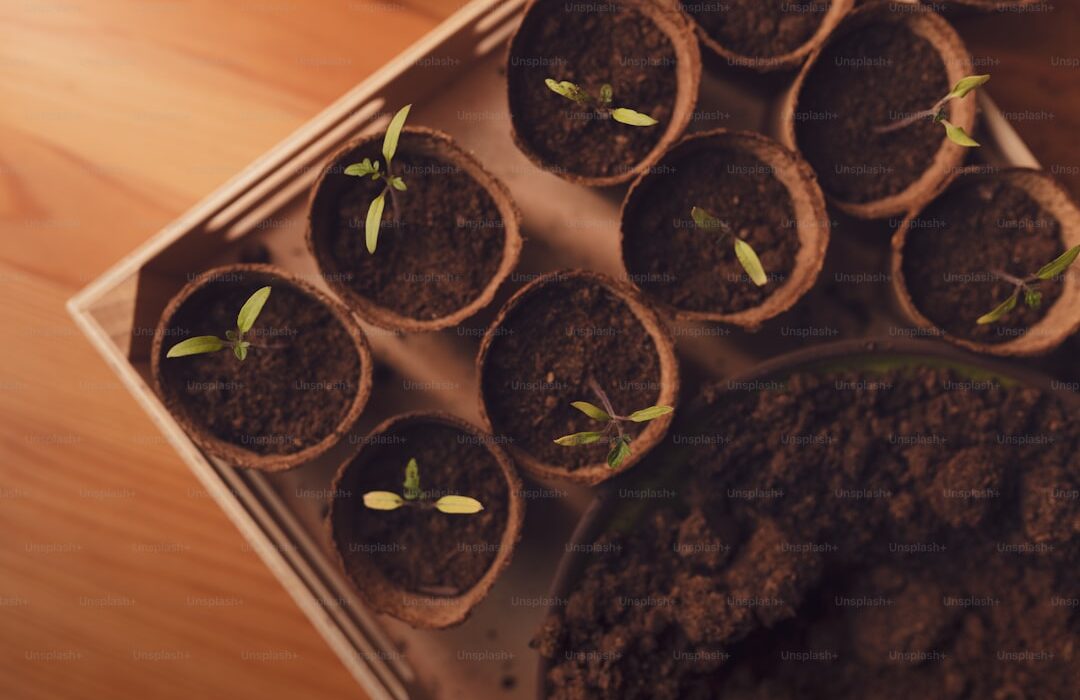Understanding Seed Germination: Temperature, Light, and Moisture