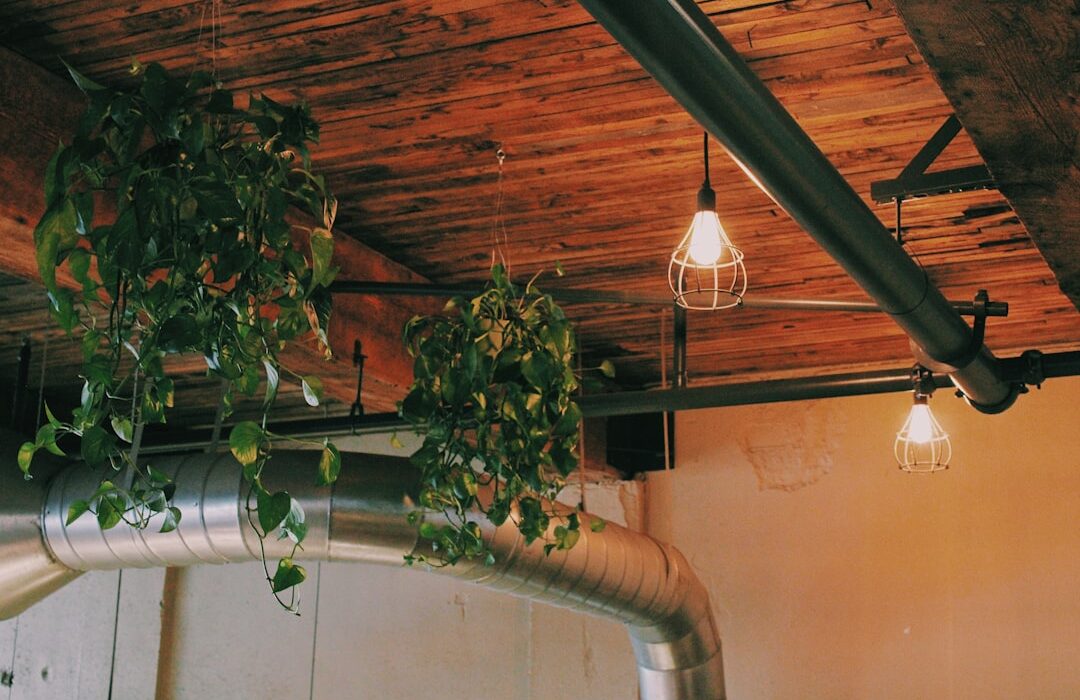 Use Grow Lights on These 10 Houseplants for Healthy, Bushy Growth