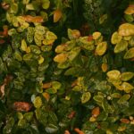 Variegated Plants: Best Multi-Colored Foliage for Gardens