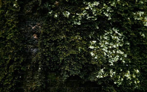 Vertical Garden Ideas: Maximize Space with Upright Growing - gardening guide by Planters Realm