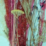 Verticillium Wilt: Why Plants Are Wilting and Dying