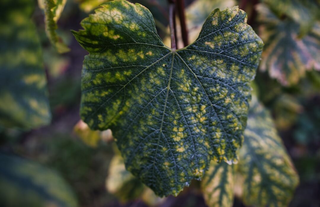 Weed Identification by Leaf Shape: Quick Visual Guide