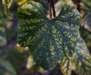 Weed Identification by Leaf Shape: Quick Visual Guide