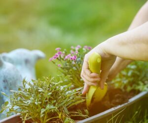What Not to Plant Together: 15 Bad Companion Planting Combos