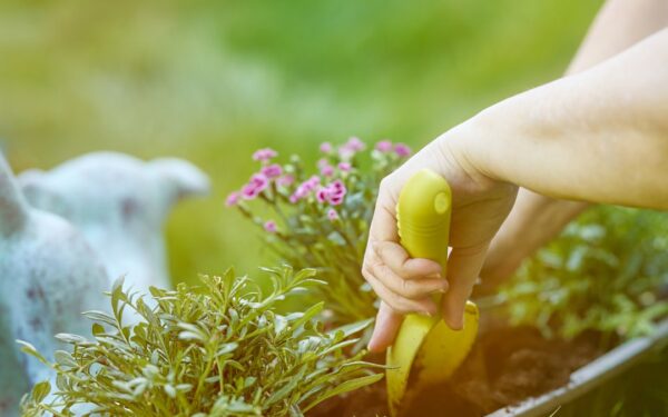 What Not to Plant Together: 15 Bad Companion Planting Combos