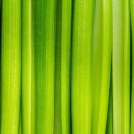 Wheatgrass Growing Guide: From Seed to Juicing