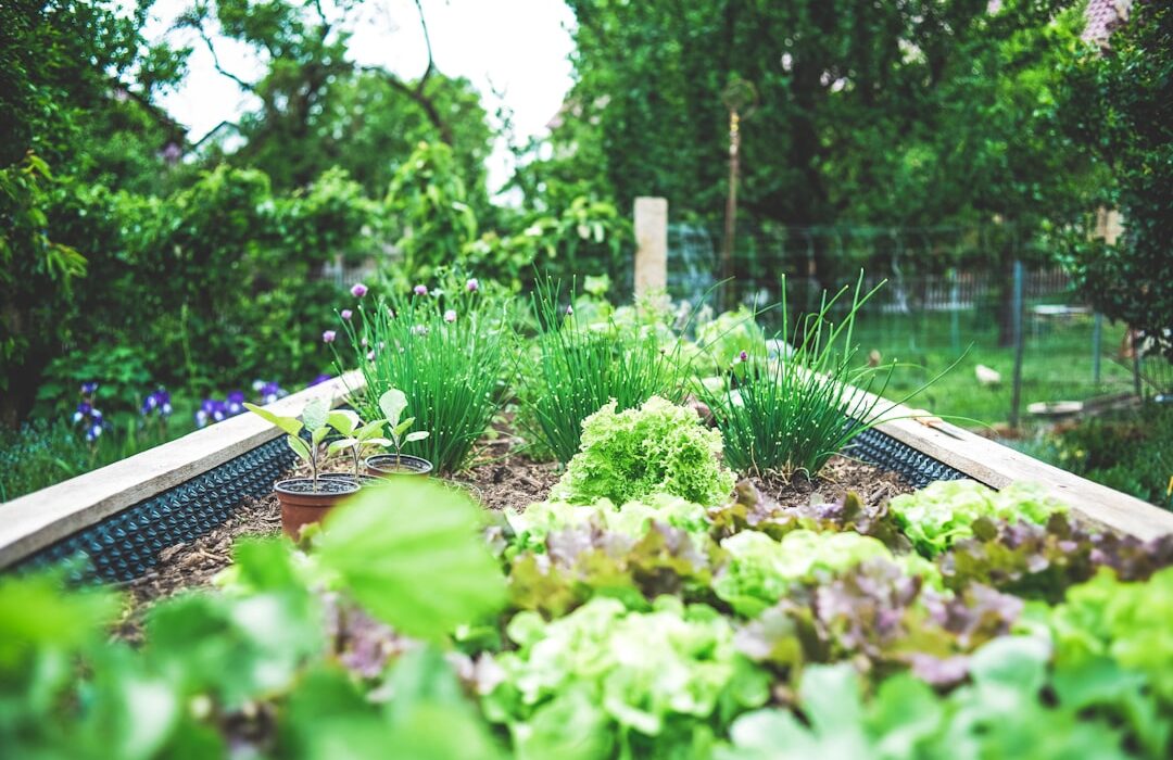 When and How to Fertilize Vegetable Gardens