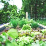 When and How to Fertilize Vegetable Gardens