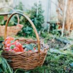 When to Harvest Vegetables: A Complete Picking Guide