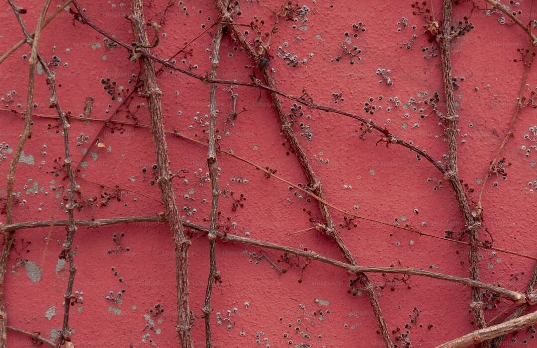 Why Your Squash Fruits Are Rotting on the Vine and How to Fix It