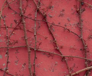 Why Your Squash Fruits Are Rotting on the Vine and How to Fix It