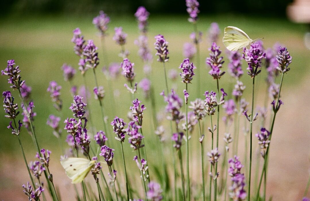 Wildlife Garden: Habitat for Birds, Bees, and Butterflies