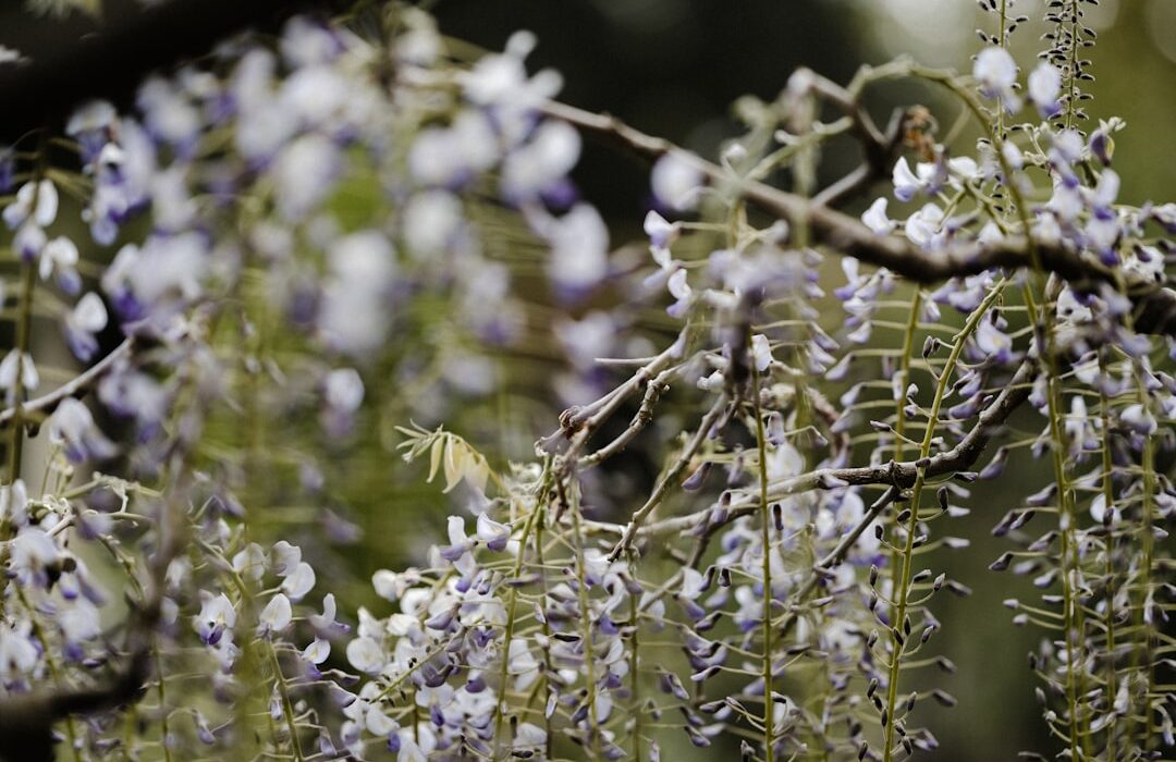 Wisteria Growing Guide: Beautiful but Aggressive