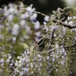 Wisteria Growing Guide: Beautiful but Aggressive