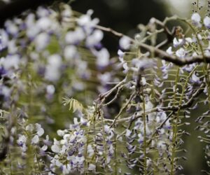 Wisteria Growing Guide: Beautiful but Aggressive