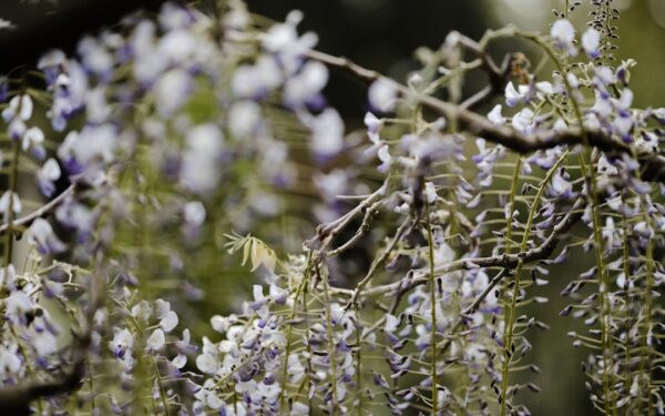 Wisteria Growing Guide: Beautiful but Aggressive