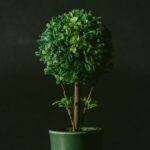 Worm composting bin with red wiggler worms breaking down organic matter