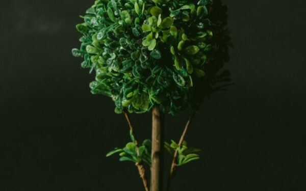 Worm composting bin with red wiggler worms breaking down organic matter