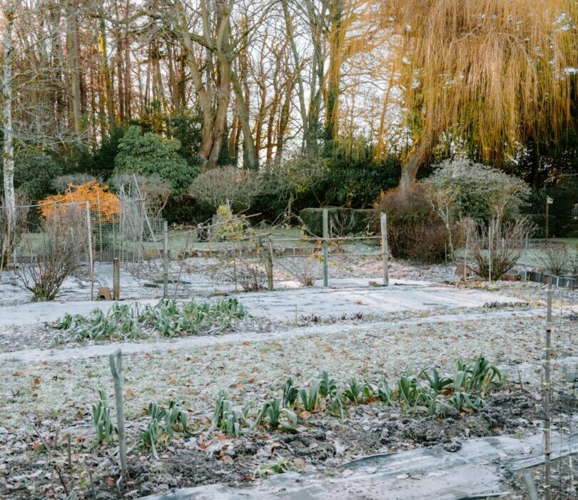 Year-Round Raised Bed Growing: Extend Your Season with Cold Frames