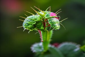 Green aphids clustered on a rose bud and stem