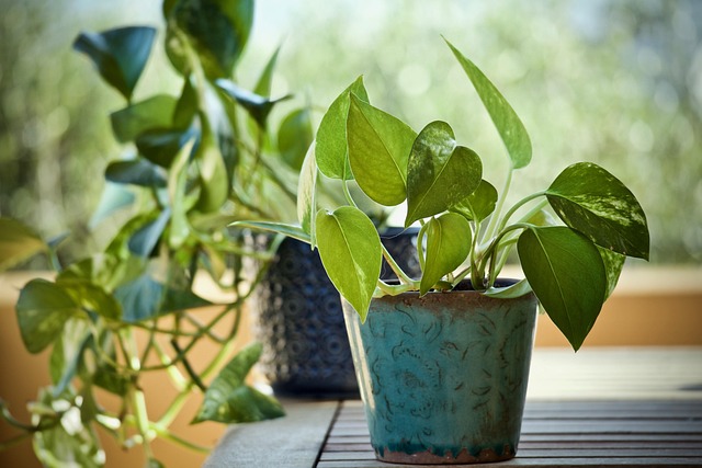 Brown Tips on Houseplant Leaves: Every Cause and How to Fix It