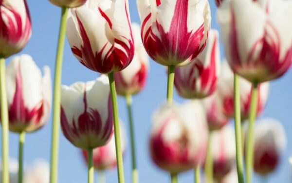 Beautiful deer-resistant lavender flowers blooming in a garden
